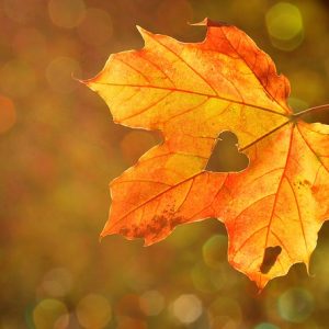 slider_herbstfest